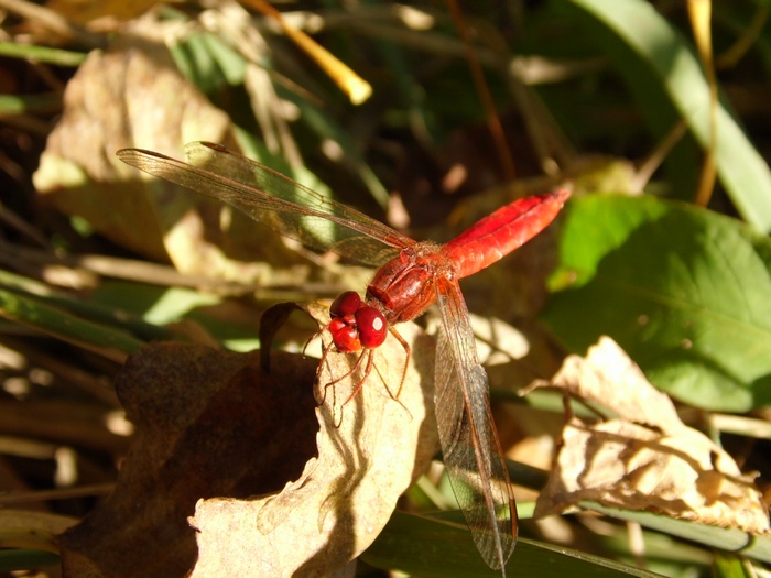 Libellule del Parco del Ticino